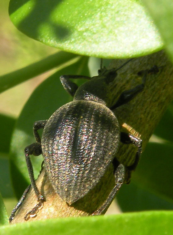 Curculionidae primaverile